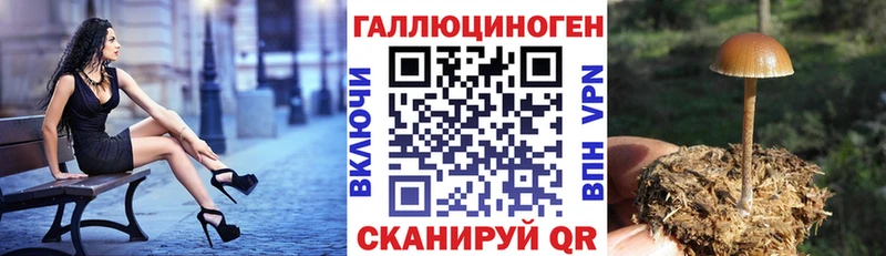 Купить где  Томари  Псилоцибиновые грибы GOLDEN TEACHER 